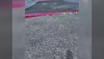 Bursa'da rekor kırıldı! Tek seferde tam 21 ton...