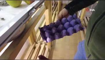Eklem bacaklı kabus! Böceklerin en tehlikelisi Bursa'ya yerleşti...