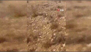 Türünün en zehirli örneği görüntülendi! Tek bir ısırığı öldürüyor...