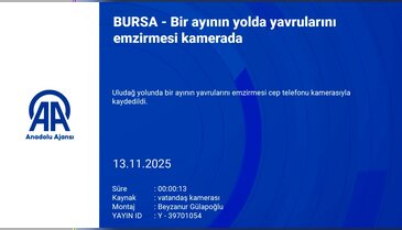 Bursa'da yürekleri ısıtan görüntü! Anne ayı...