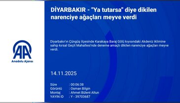 "Ya tutarsa" diye dikildi! Ağaçlar meyve verdi...