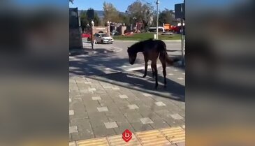 Bursa sokağında tehlike!