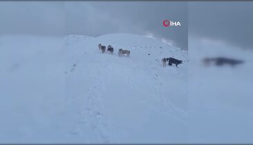 Yayladaki hayvanlar kara hazırlıksız yakalandı