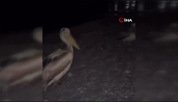 Dünyaca ünlü sahilde şaşkına çeviren görüntü!