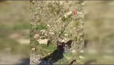 Panik dolu anlar: Yılanın boğazladığı kartalı kurtardı