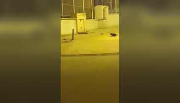 Bursa'da çizgi filmi aratmayan anlar!