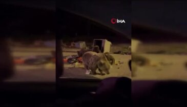 Bursa'da ayıları beslemek isterken saldırıya uğradı!