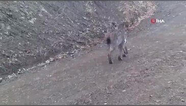 Yaban hayatı kamerada: Avladığı hayvanı böyle götürdü