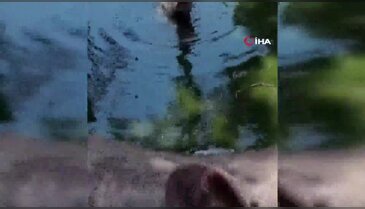 Bursa'da kış uykusu öncesi son parti görenleri gülümsetti