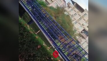 Bursa'da öğrenciler veliler tedirgin! Sürü halinde geziyorlar...
