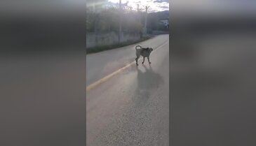 Bursa'da günün en ilginç manzarası! Maymun-köpek ikilisi sosyal medyayı salladı