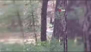 Ormanlık alanda bir kadın darp edildi!