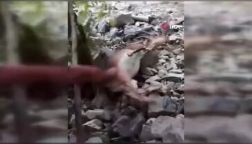 Bahçede uyuyakalan yaban keçisini "Kalk kızım" diyerek uyandırdı