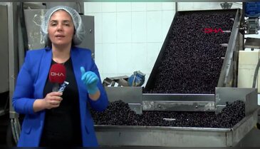 Mehmetçiğin kumanya zeytini, özel olarak seçilip laboratuvarda inceleniyor