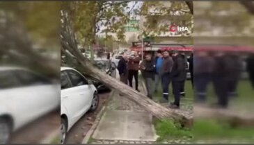 Bursa'da ağaç devrildi! Korku dolu anlar..
