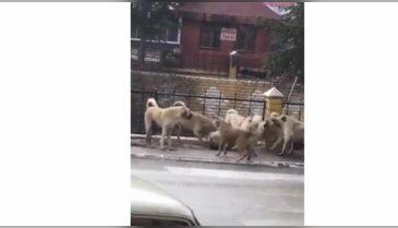 Sokak ortasında dehşete düşüren görüntü!