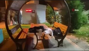 Küçük çocuğu parka bıçakladılar!