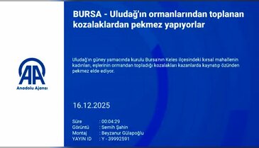 Bursa ormanlarından çıkan mucize! Nefesi açıyor, öksürüğü söküp atıyor...