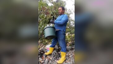Bursa'nın doğadan gelen şifası çitlembik yağı!