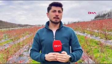 Kentten kırsala dönüp yaban mersini yetiştiren kadınlar, hemcinslerinin de bütçelerine katkı sağlıyor
