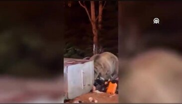 Bursalı akademisyenden Uludağ'ın ayı sorununa çözüm önerisi