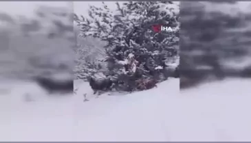 Yeni yılın ilk gününde yaylada kara yakalanan çoban türkülerle ısındı
