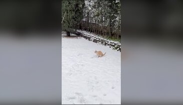 Bursa'da kar sevinci patilere yansıdı! İzleyenleri mest eden görüntü...