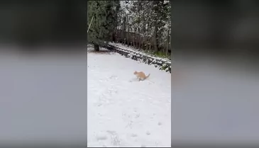 Bursa'da kar sevinci patilere yansıdı! İzleyenleri mest eden görüntü...