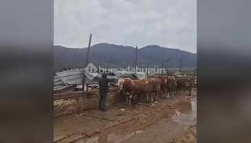 Bursa'da dam paramparça oldu! Hayvanlar açıkta kaldı