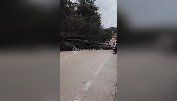 Bursa'da kabus! Ağaçlar kökünden söküldü, çatılar uçtu, tırlar bile devrildi...