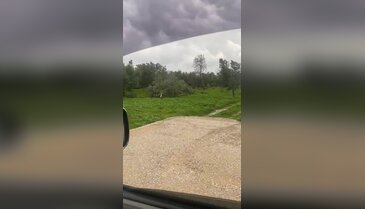 Bursa'da fırtına, zeytin ağaçlarını da yıktı!