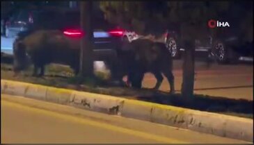 Aydın'da domuzlar şehri mesken tuttu