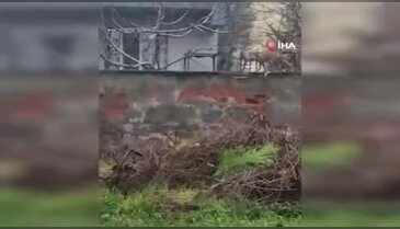 Bursa'da mahallede tilki dolaştı