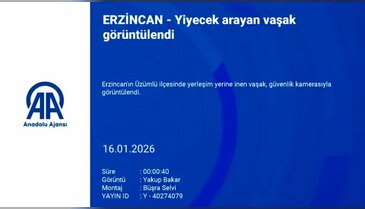 Evinin önünde 'ormanın hayaletini' gördü, "Bu bölgede olmasına şaşırmış durumdayım"
