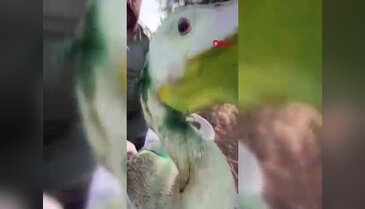 Bursa'da yaralı halde bulunmuştu! 5 aylık tedavinin ardından doğaya salındı...