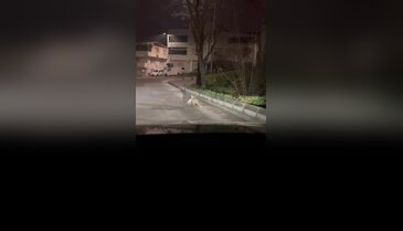 Bursa'da gece yarısı korkutan görüntü! Ağzında avıyla yakalandı...