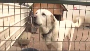 Kangal ve Akbaş'tan sonra bir ilk: Çobanların yeni sağ kolu geliyor...