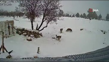 Köye inen kurtlar kameraya yakalandı