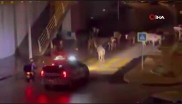 Polisin "İnekler dağılın" anonsu gülümsetti