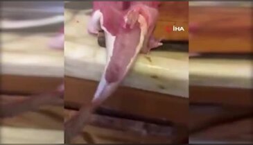 Böylesi ilk kez görüldü! İçi temizlenen balık dakikalarca çırpındı