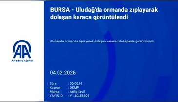 Uludağ'da ormanda zıplayarak dolaşan karaca görüntülendi