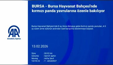 Himalayalar'dan Bursa'ya! Kırmızı panda yavrularına özenle bakılıyor