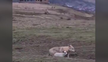 Kıyamet alameti gibi olay! Kurtla kuzu arkadaş oldu...