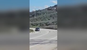 Gemlik'te yolu kesen sürü hem şaşırttı hem güldürdü!