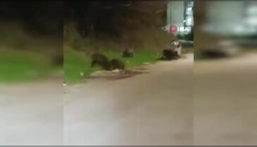 Bursa Nilüfer'de aç kalan domuzlar şehre indi