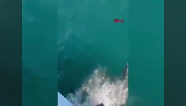 Samsun'da balıkçı teknesine eşlik eden yunuslar kamerada