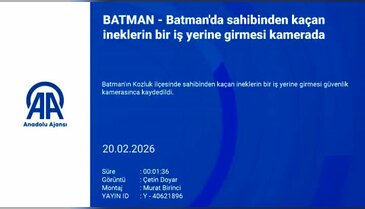 Sahibinden kaçan 9 inek beyaz eşya dükkanına daldı! O anlar kamerada...