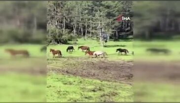 Yılkı atları Bursa'da görüntülendi