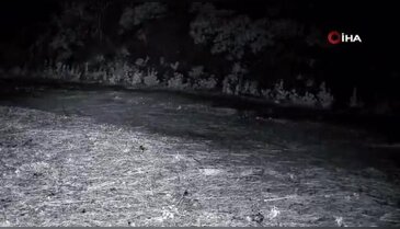 Doğadaki en nadir görüntülerden! Ormanda yürürken görüldü