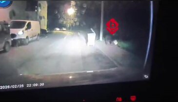 Bursa'da vahşi hayvanlar Nilüfer'e indi! Tam 4 tane, görünce şok oldular...